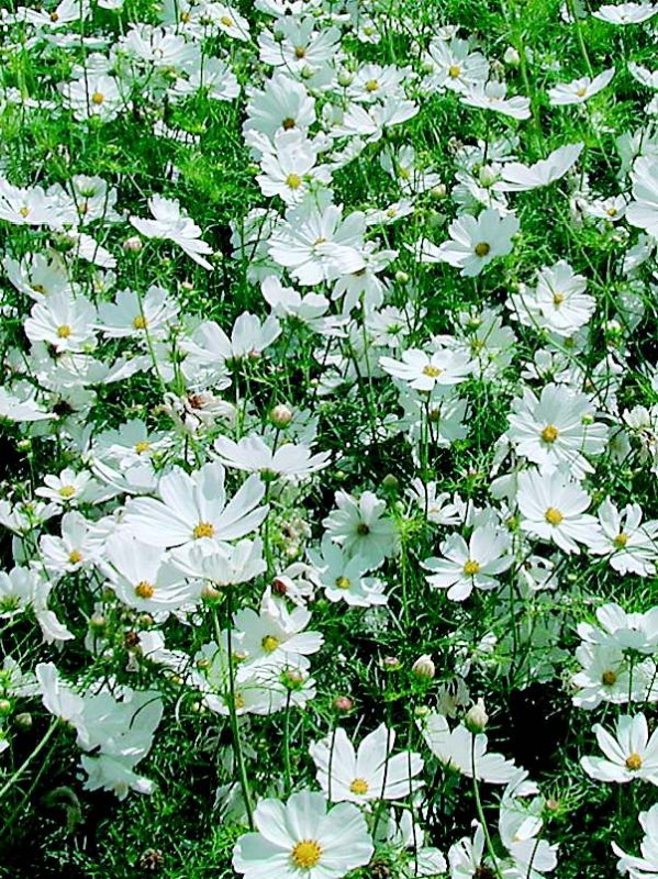 Purity - Cosmos biphinatus