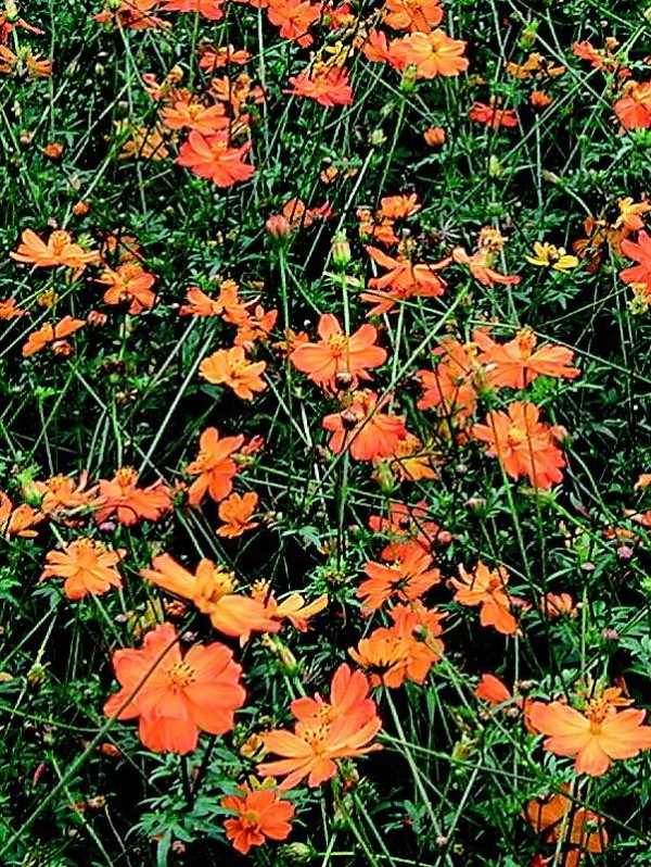 Ladybird - Cosmos sulphureus