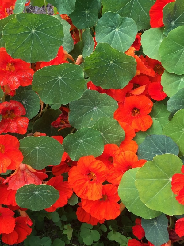 Nasturtium Empress of India