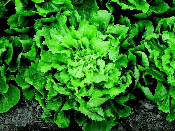 Endive Eskariol green