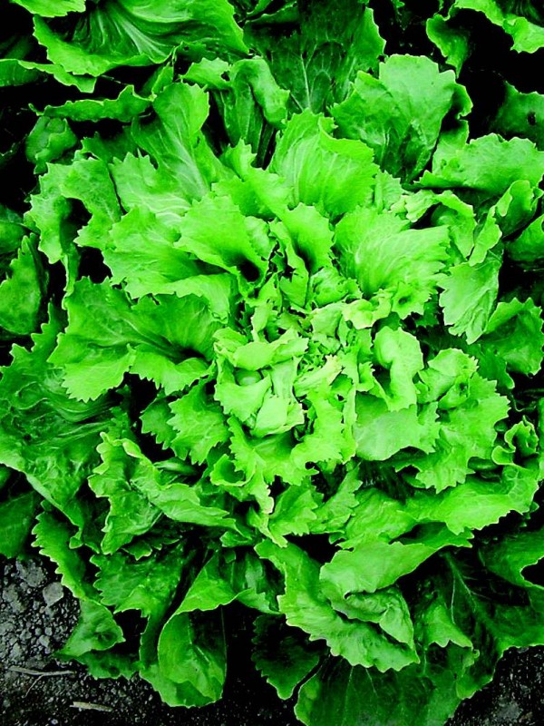 Endive Eskariol green