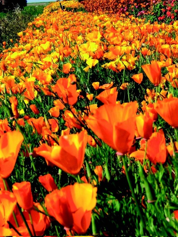 California Poppy