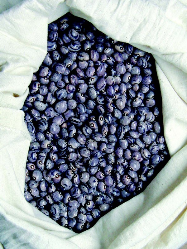 French bean Forellenbohne