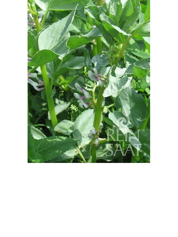 Broad Bean Bioro (Vicia faba)