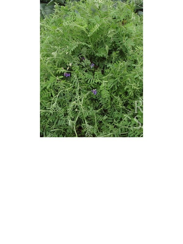 Broad Bean/Peavine Mixture