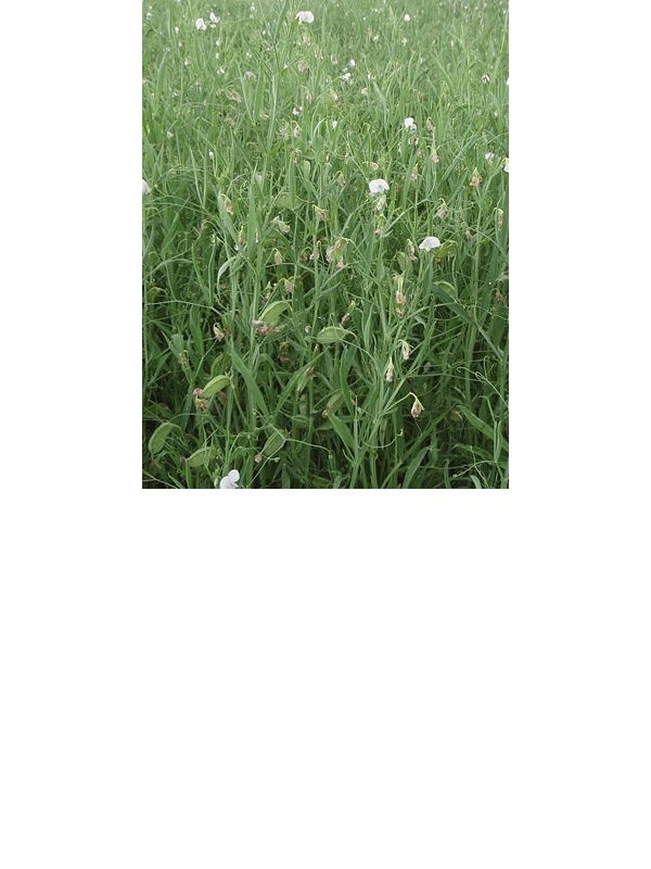 Broad Bean/Peavine Mixture