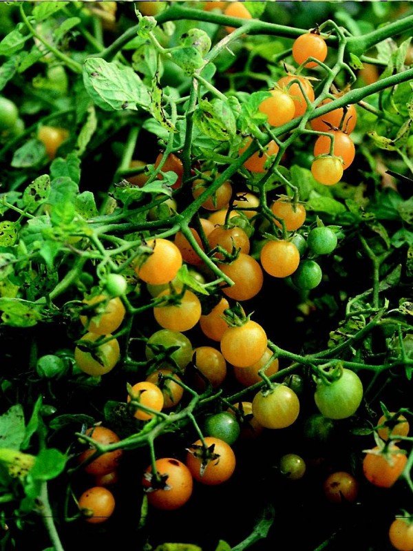 Wild tomato Gelbe Johannisbeere