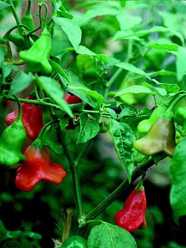 EKO SEME POLPEKOČA PAPRIKA GLOCKENPAPRIKA