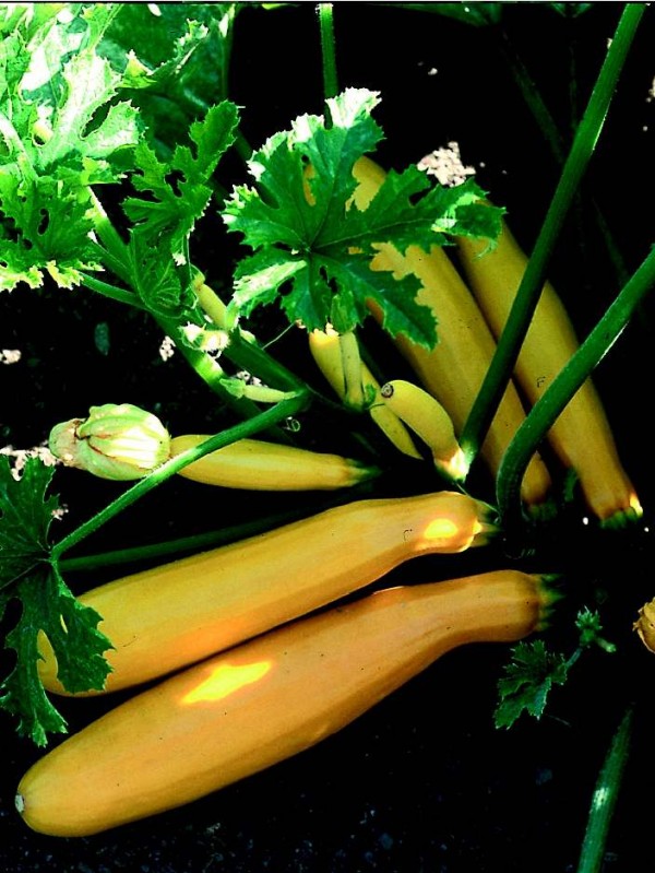 Zucchini Gold rush