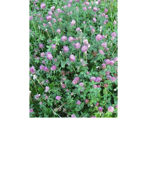 Red Clover (Trifolium Pratense)