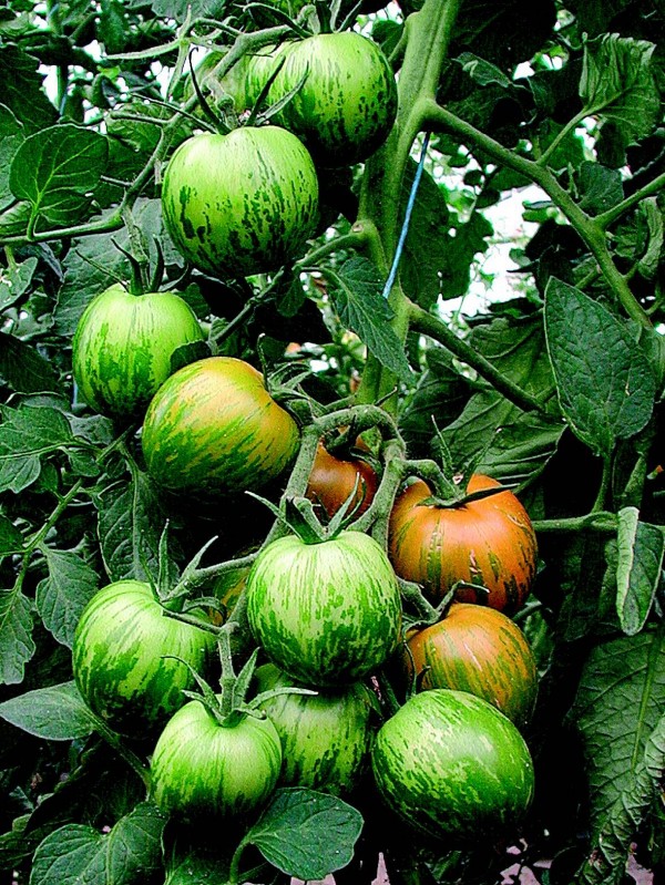 Tomato Green zebra