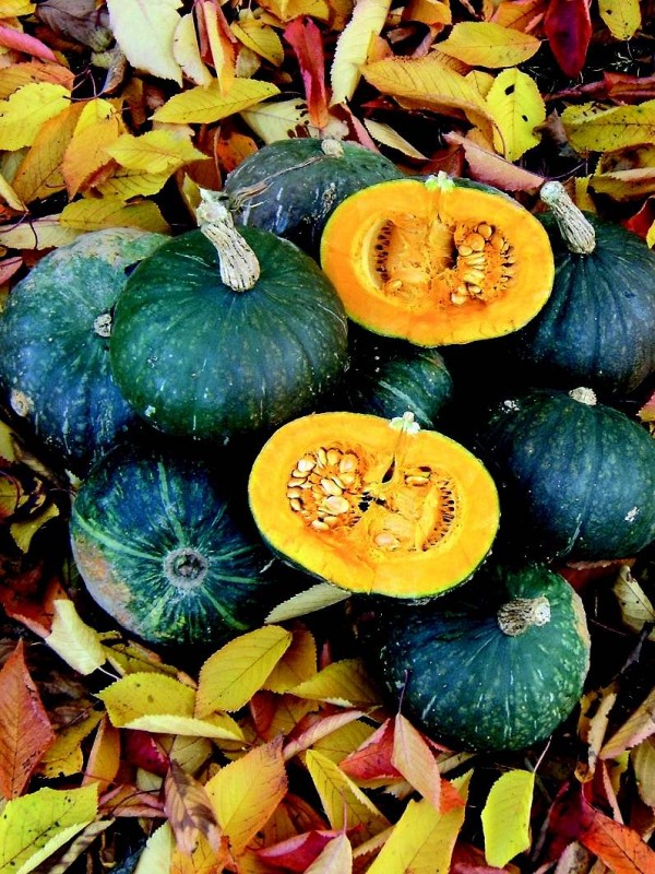 Green hokkaido squash