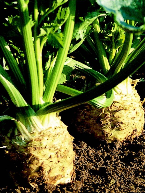 Celery Monarch (root)