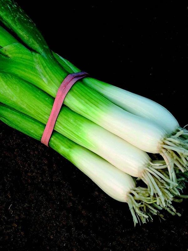 Spring onion Ischikrona