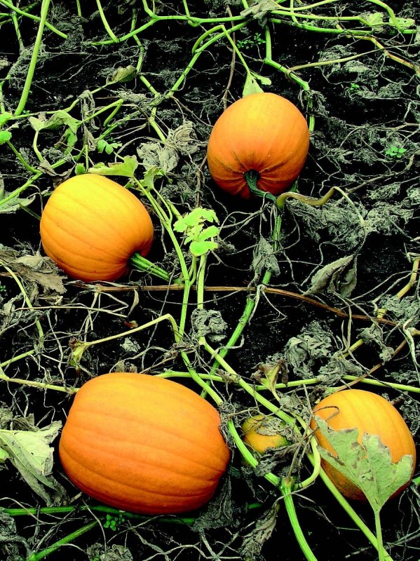 Jack O'Lantern squash