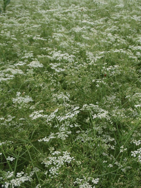 Caraway