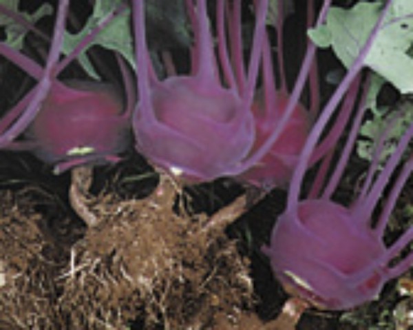 Kohlrabi Blaro