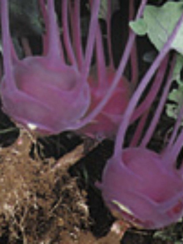 Kohlrabi Blaro