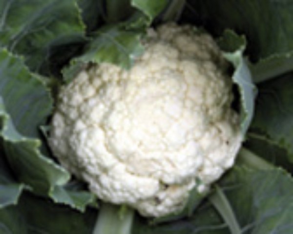 Cauliflower Neckarperle