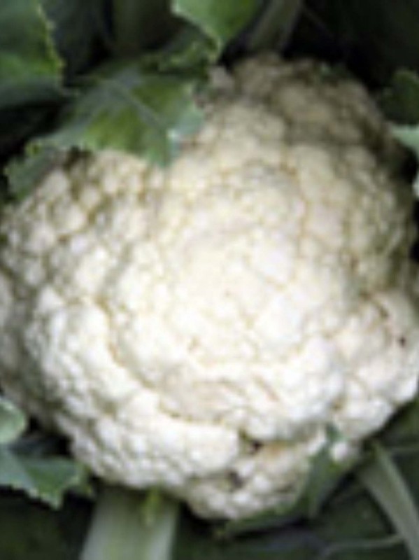 Cauliflower Snowball (Palla di Neve)