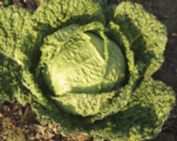 Savoy cabbage Winterfurst