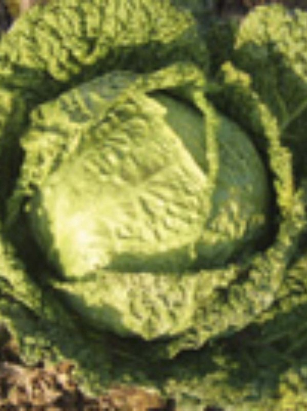 Savoy cabbage Winterfurst