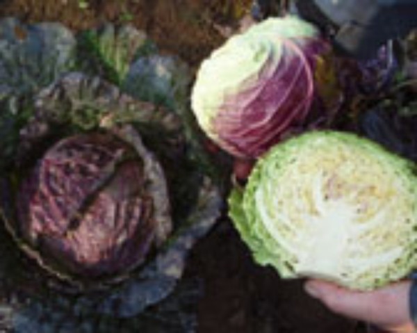 Savoy cabbage Violaceo di Verona