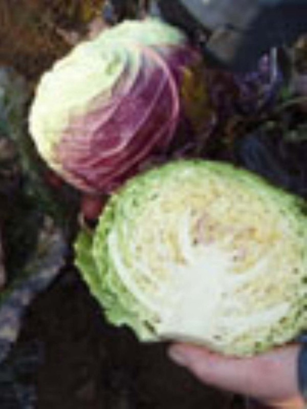 Savoy cabbage Violaceo di Verona