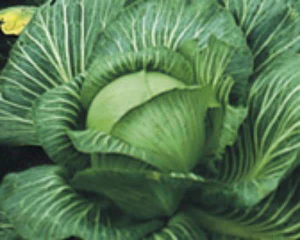 Cabbage Türkis