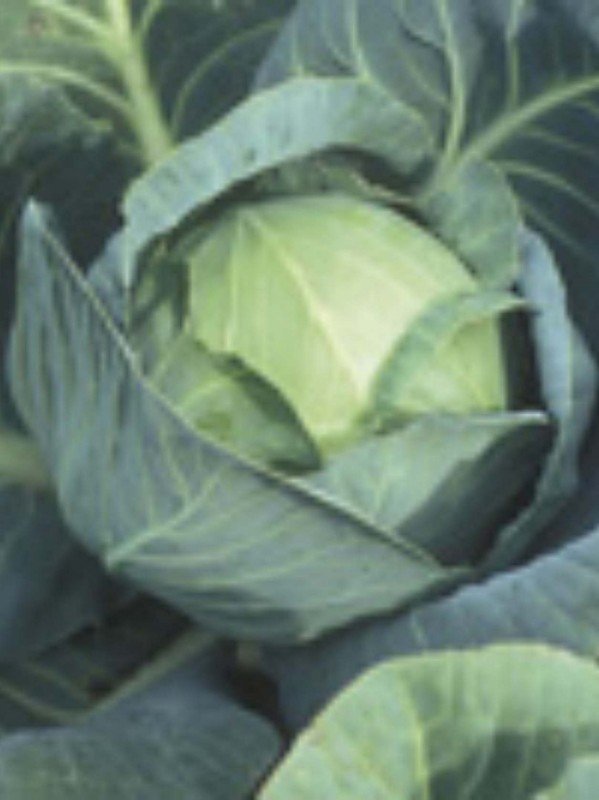 Cabbage Premstättner