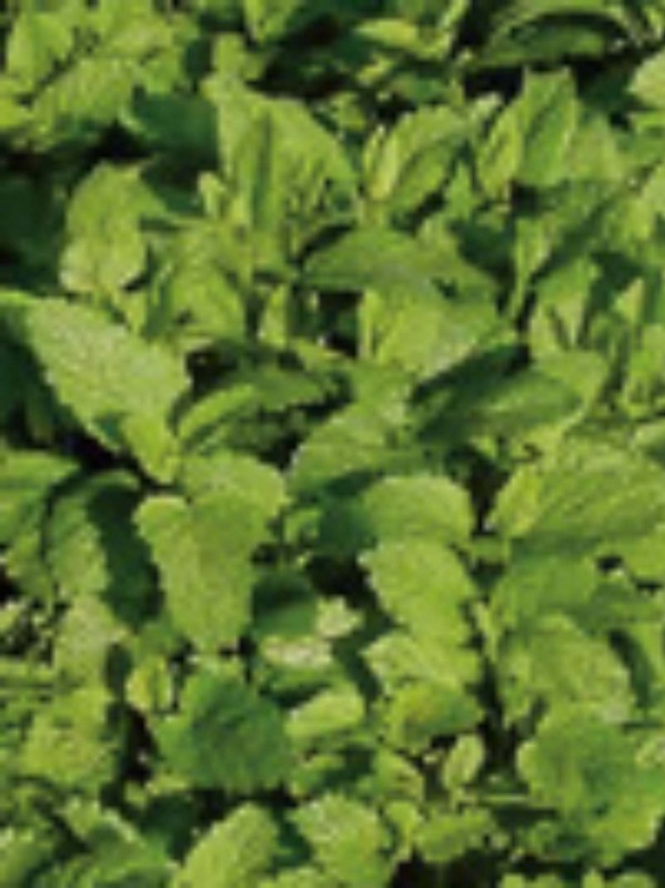 Lemon Balm