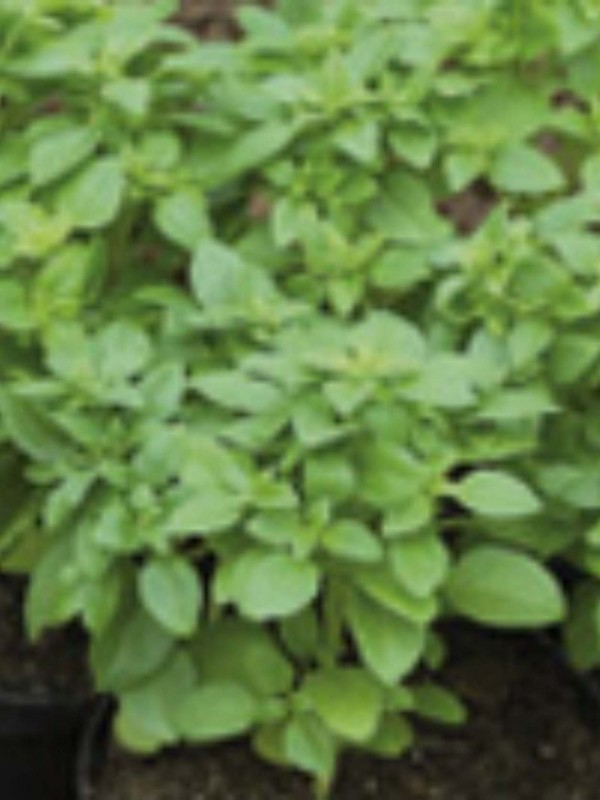 Shrub basil