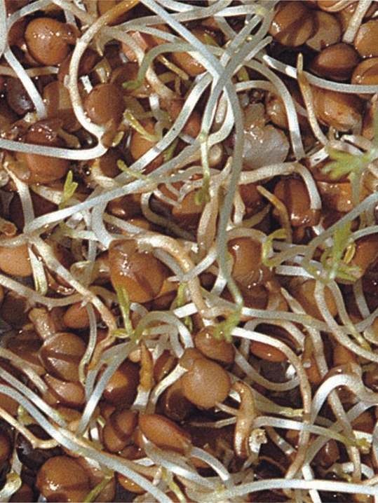 Organic lentil seeds for sprouting