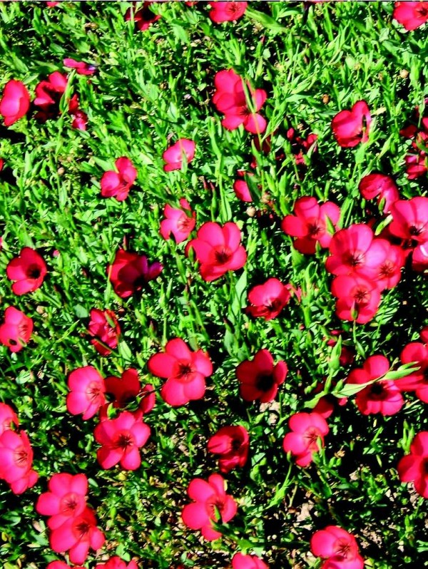 Crimson Flax