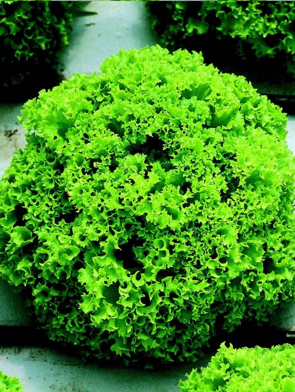 Lettuce Lollo bionda