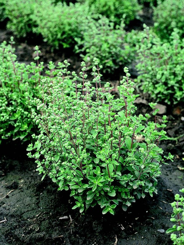 French Marjoram 