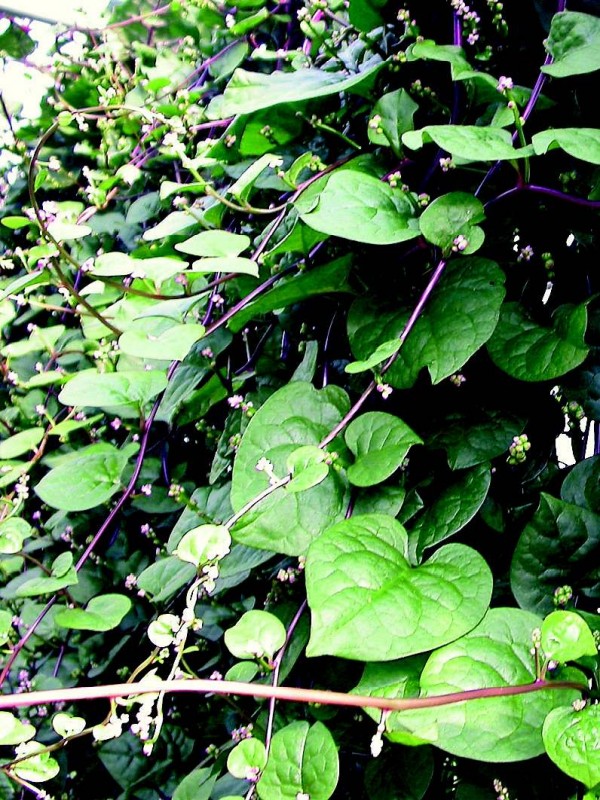 Malabar spinach