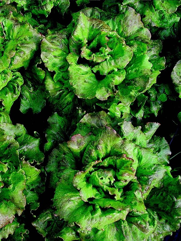 Lettuce Maravilla de Verano (wonder of summer)