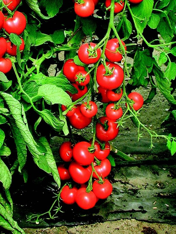 Tomato Matina