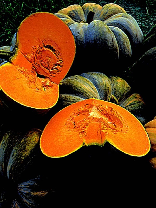 Muscade de Provence squash