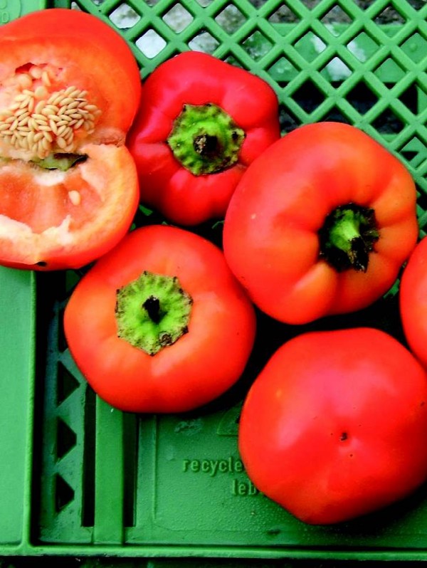 EKO SEME POLPEKOČA PAPRIKA MUSTAFA
