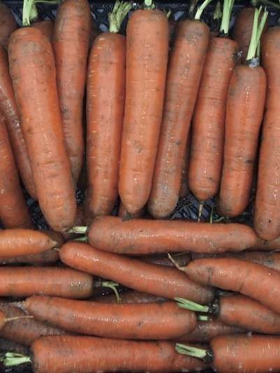 Carrot Nantes 2