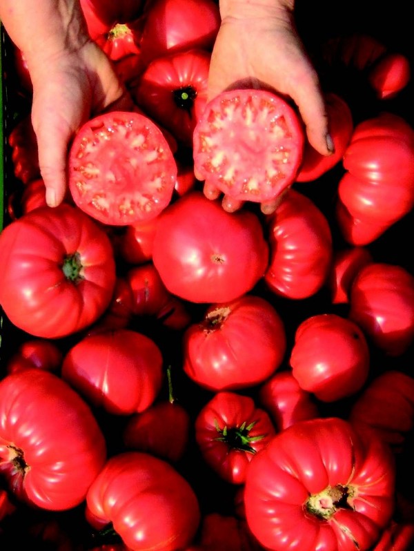 Tomato Olena Ukrainian