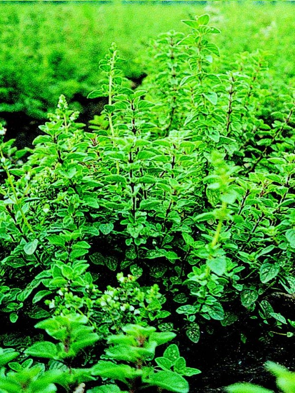 Oregano