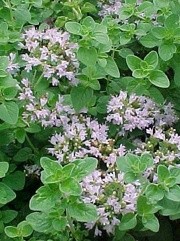 Common Marjoram