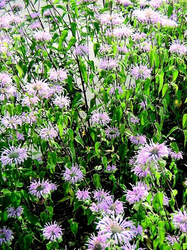 Monarda