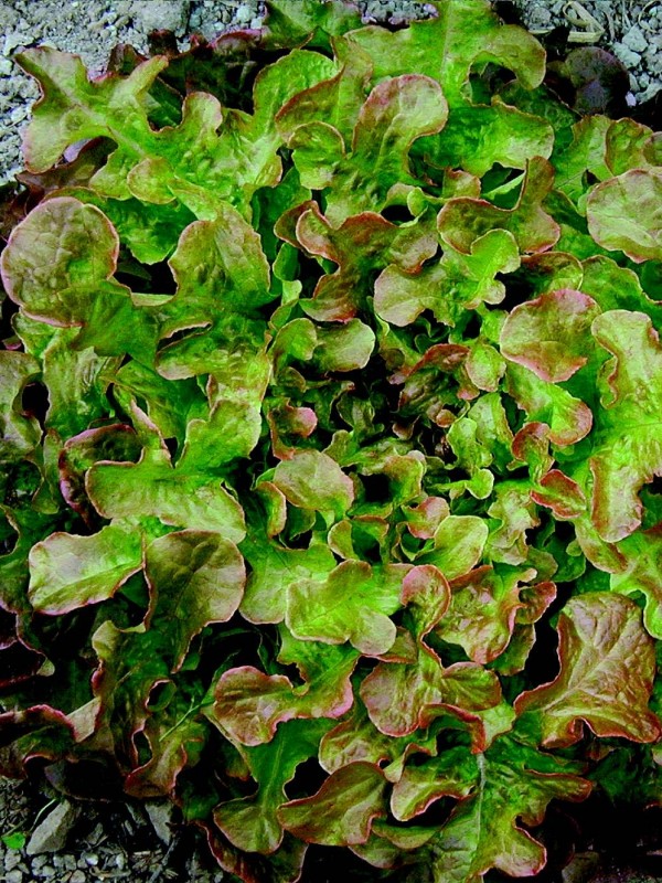 Lettuce Rubinette (Pasha)
