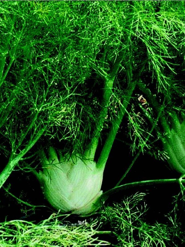 Florence fennel Fino