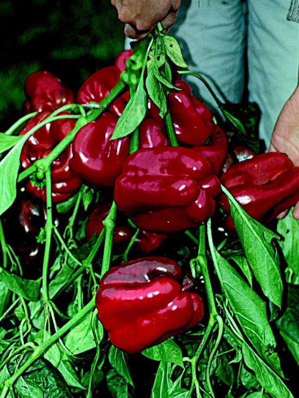Quadrato Rosso D'Asti 75 2019 Seeds Italian Red Pepper Seeds