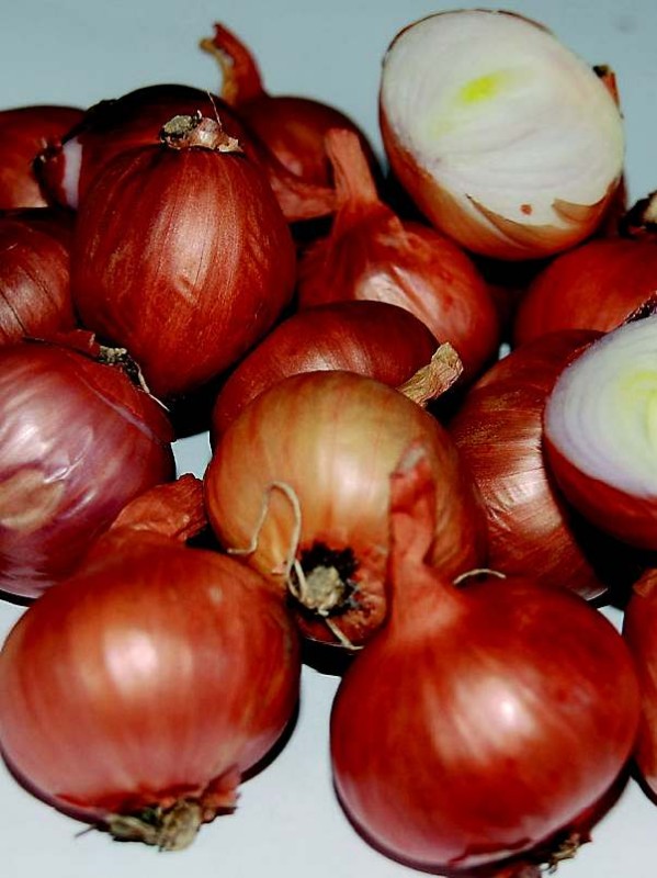 Shallot Red sun